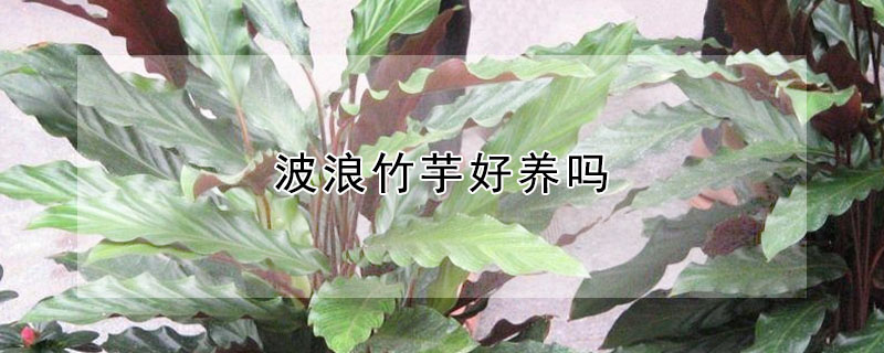 波浪竹芋好養嗎