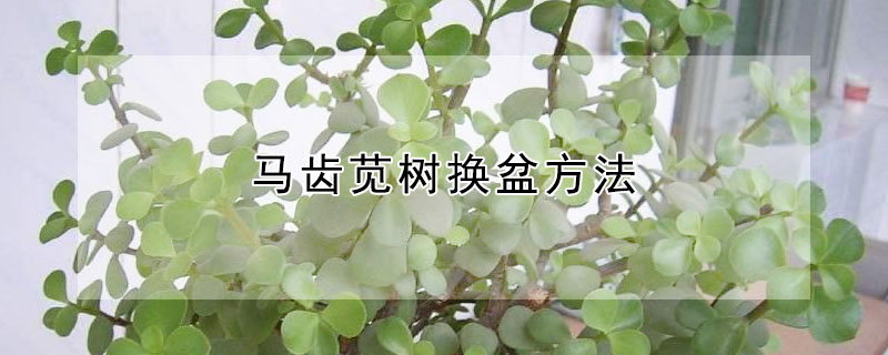 馬齒莧樹換盆方法