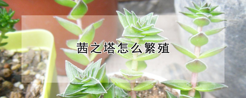 茜之塔怎么繁殖