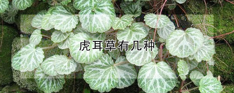 虎耳草有幾種