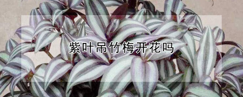 紫葉吊竹梅開(kāi)花嗎