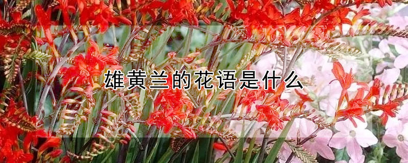 雄黃蘭的花語是什么