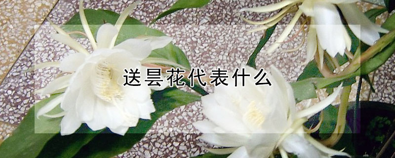 送曇花代表什么