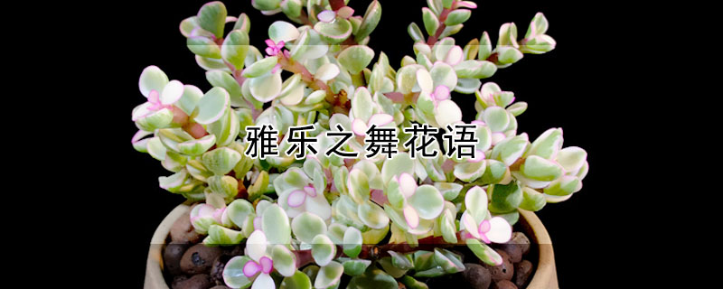 雅樂之舞花語