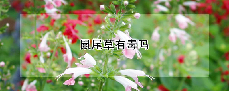 鼠尾草有毒嗎