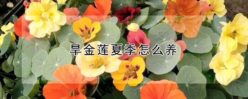 旱金蓮夏季怎么養