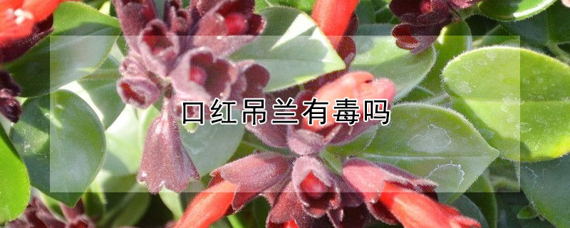 口紅吊蘭有毒嗎