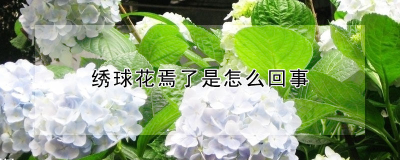 繡球花焉了是怎么回事