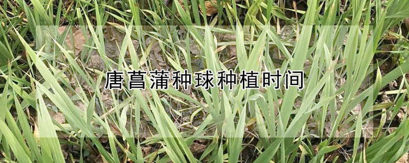 唐菖蒲種球種植時間