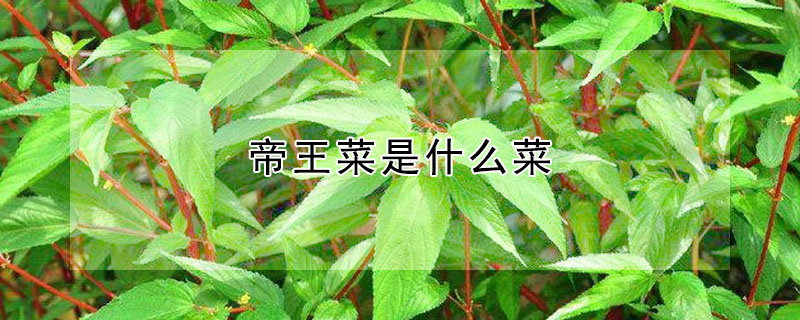 帝王菜是什么菜