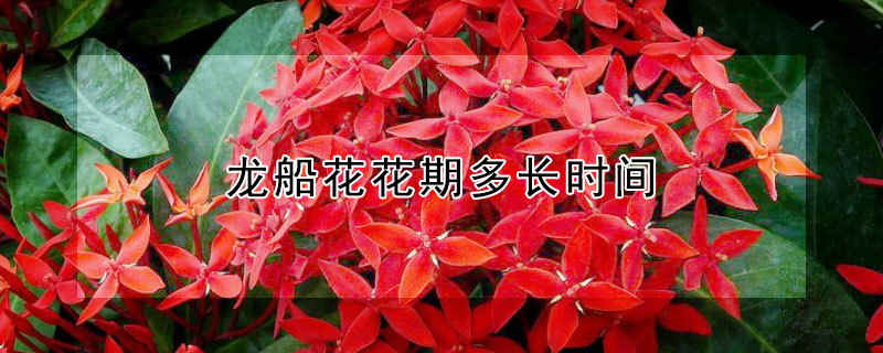 龍船花花期多長時(shí)間