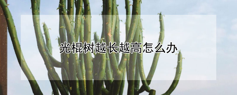 光棍樹越長越高怎么辦