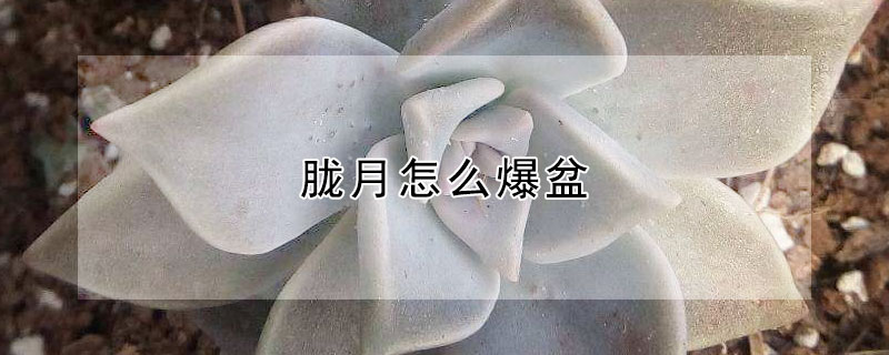 朧月怎么爆盆