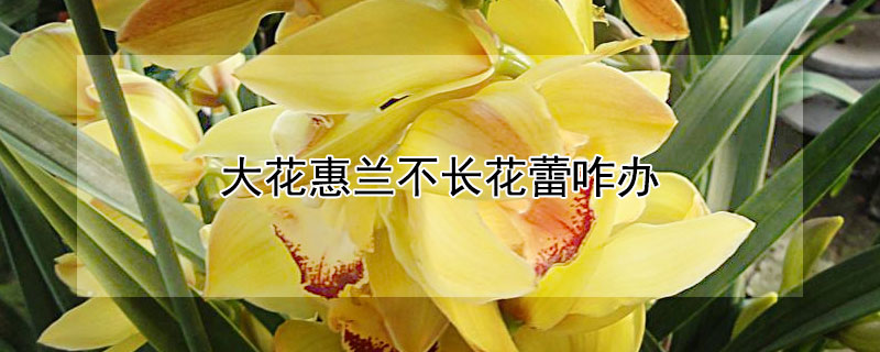 大花惠蘭不長花蕾咋辦