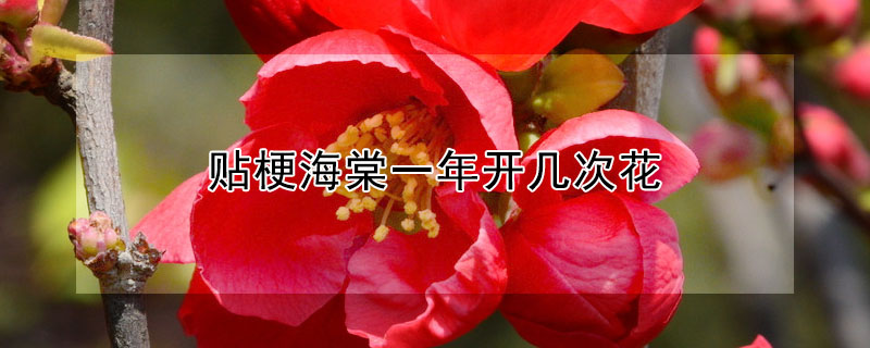 貼梗海棠一年開幾次花