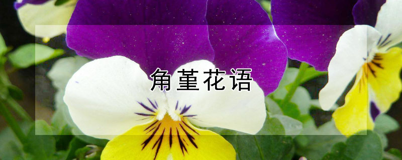 角堇花語