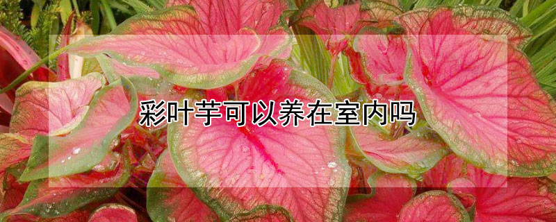 彩葉芋可以養在室內嗎