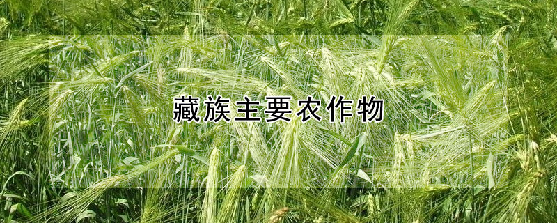 藏族主要農作物