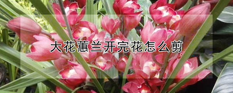 大花蕙蘭開完花怎么剪