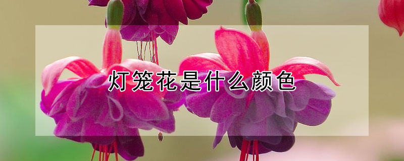 燈籠花是什么顏色