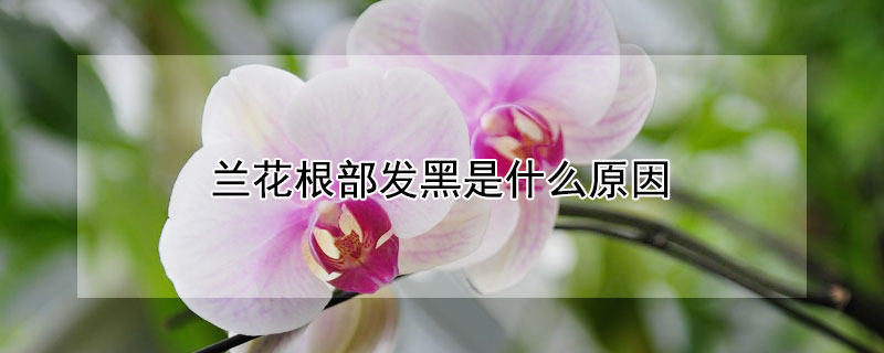 蘭花根部發黑是什么原因