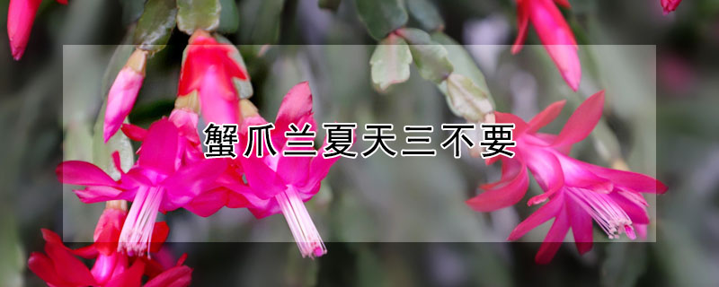 蟹爪蘭夏天三不要