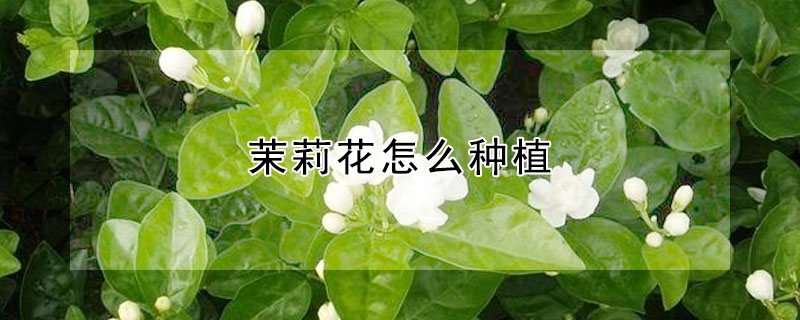 茉莉花怎么種植