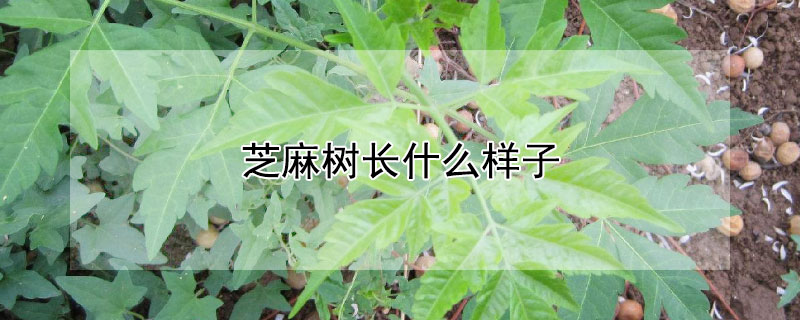 芝麻樹長什么樣子