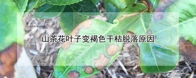 山茶花葉子變褐色干枯脫落原因