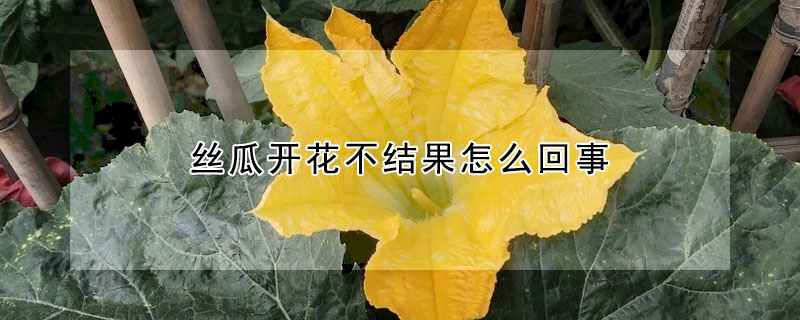 絲瓜開花不結果怎么回事