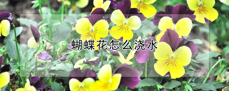 蝴蝶花怎么澆水