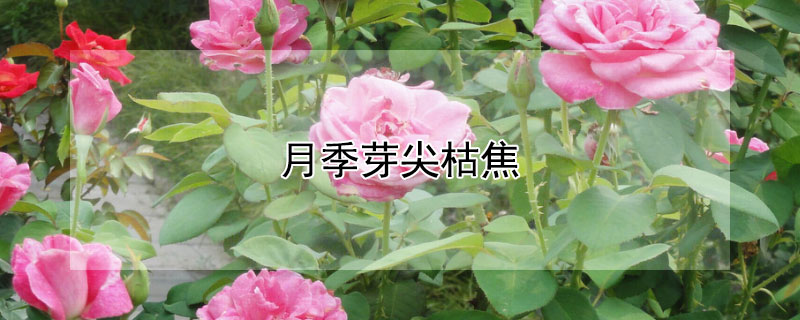 月季芽尖枯焦