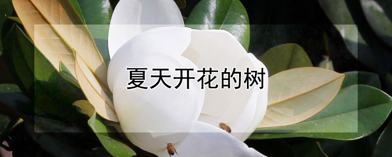 夏天開花的樹