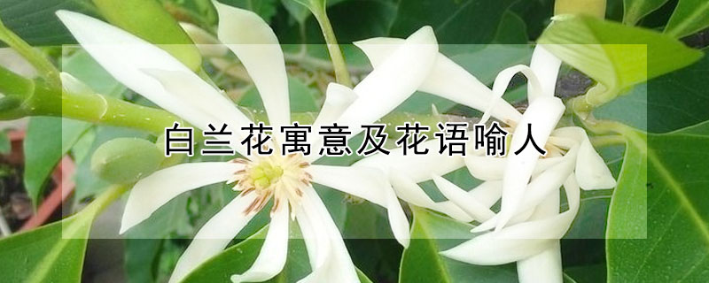 白蘭花寓意及花語喻人