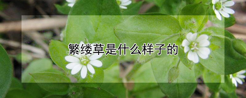 繁縷草是什么樣子的