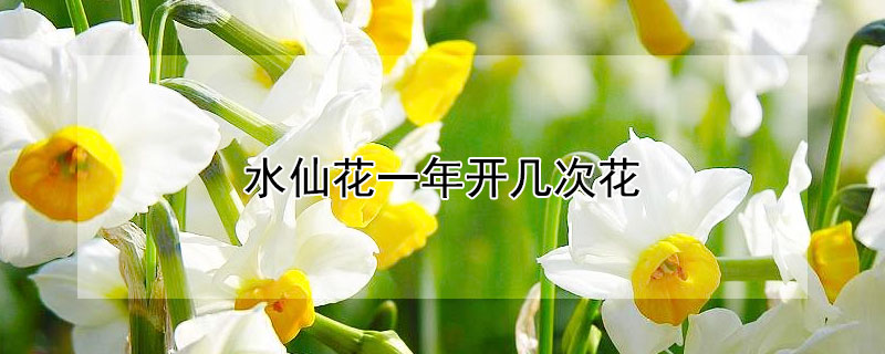 水仙花一年開幾次花