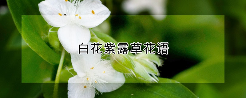 白花紫露草花語(yǔ)