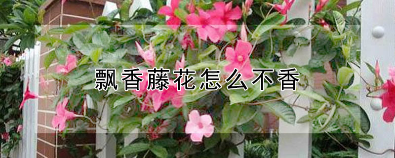 飄香藤花怎么不香