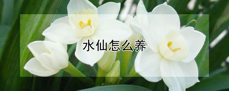 水仙怎么養(yǎng)