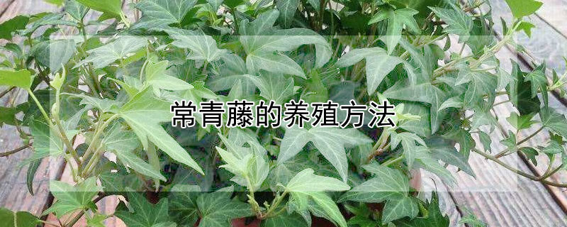 常青藤的養殖方法