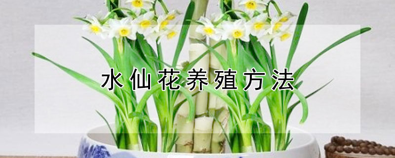 水仙花養(yǎng)殖方法