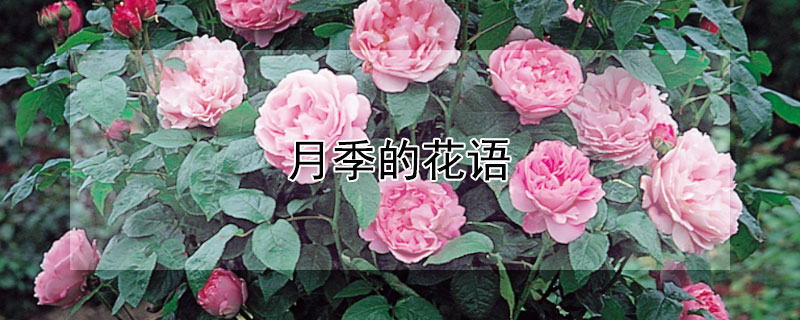 月季的花語