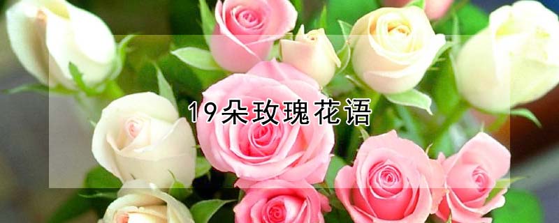 19朵玫瑰花語