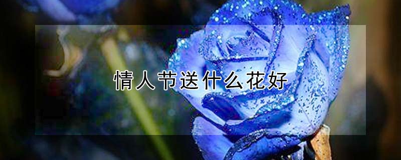 情人節(jié)送什么花好