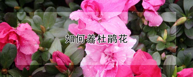 如何養(yǎng)杜鵑花