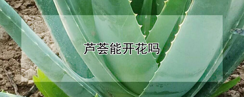 蘆薈能開花嗎