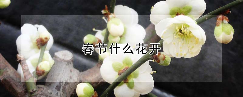 春節(jié)什么花開