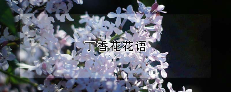 丁香花花語(yǔ)