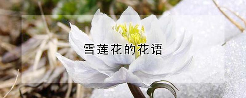 雪蓮花的花語