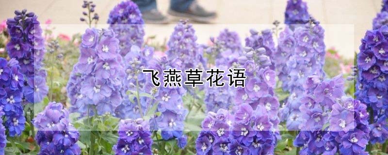 飛燕草花語